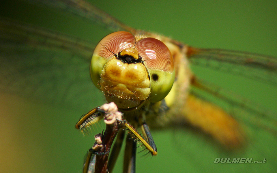 Moustached Darter (Female, Sympetrum vulgatum)